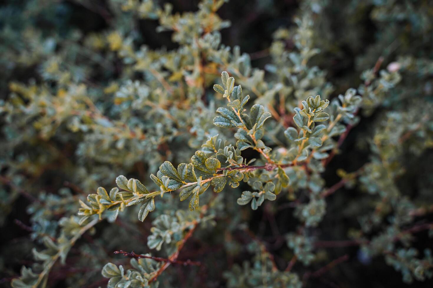 dew on the green leaves of a shrub shot at dawn, top view, close-up photo