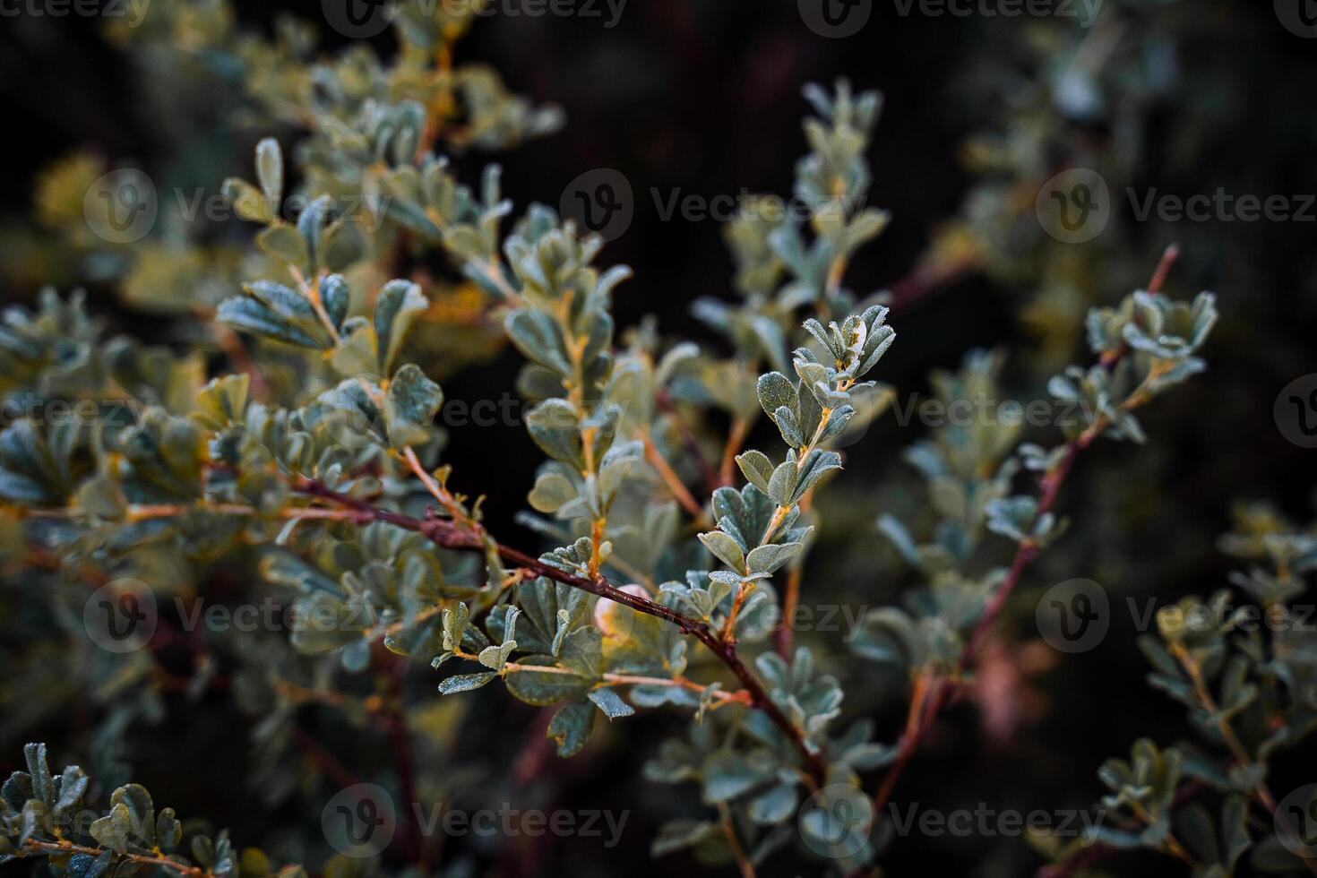 dew on the green leaves of a shrub shot at dawn, top view, close-up photo