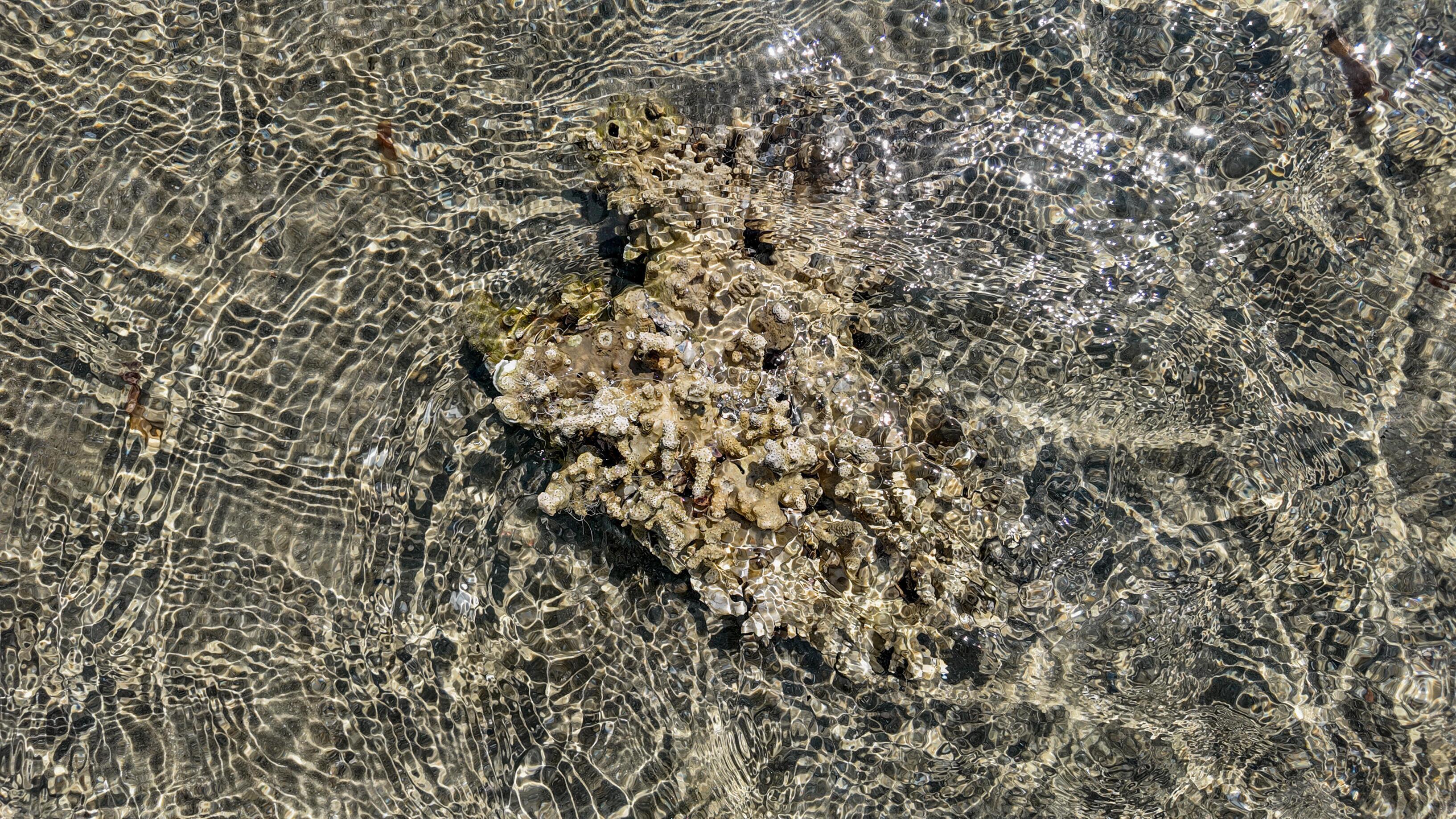 Lake Erie'S Underwater Oasis: Exploring The Artificial Reefs - ggts86m