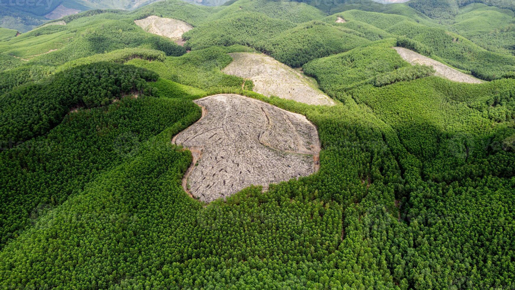 deforestación crisis aéreo verde desvanecimiento foto