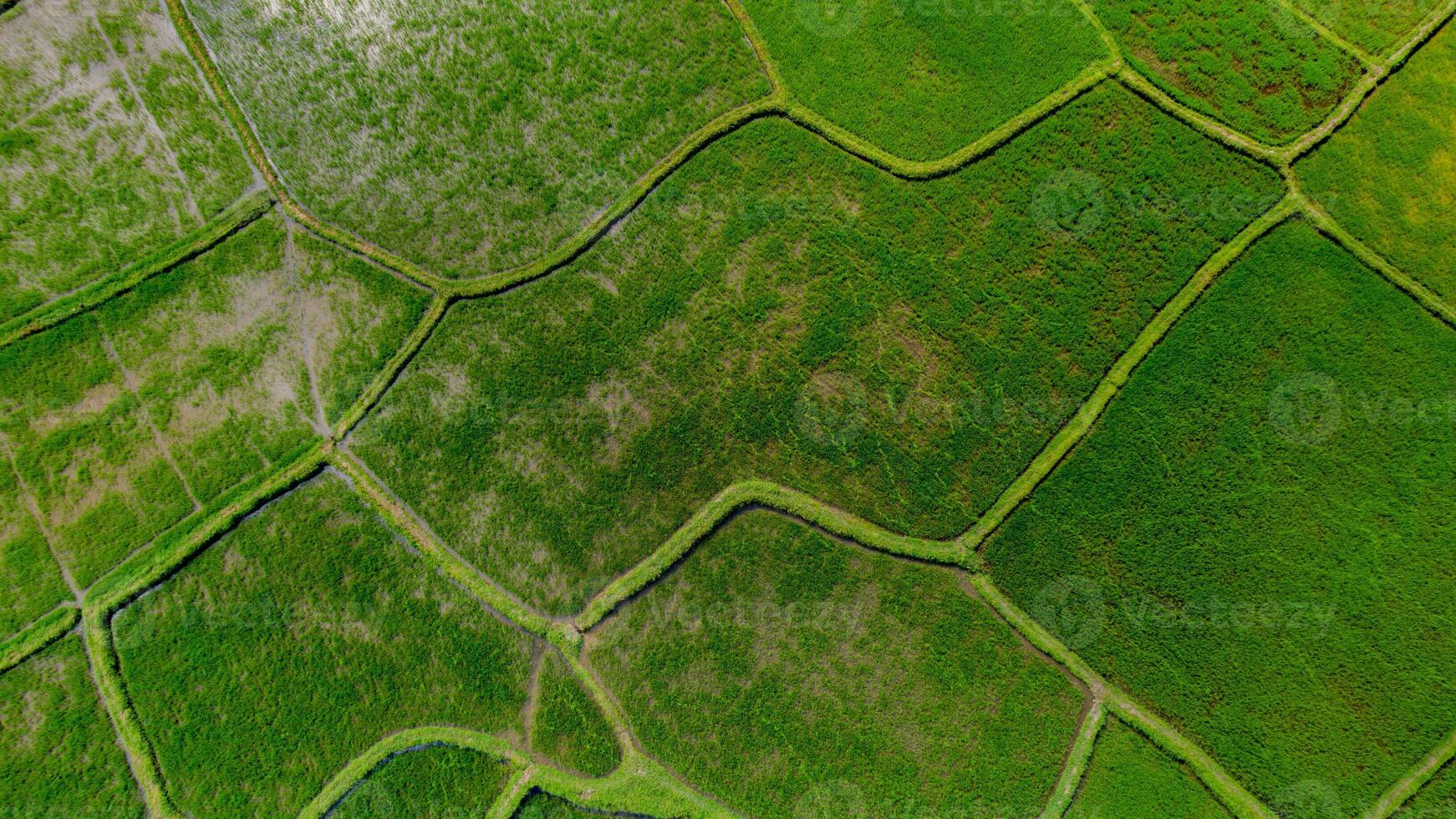 Verdant Rice Paddies Aerial Quilt View photo