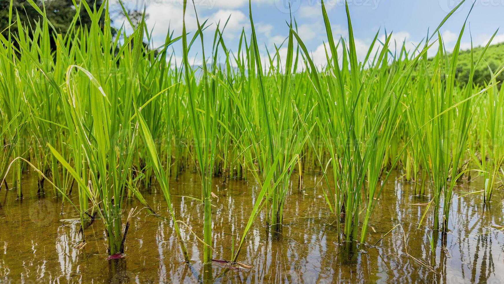 Verdant Rice Paddies Flourish in Water photo