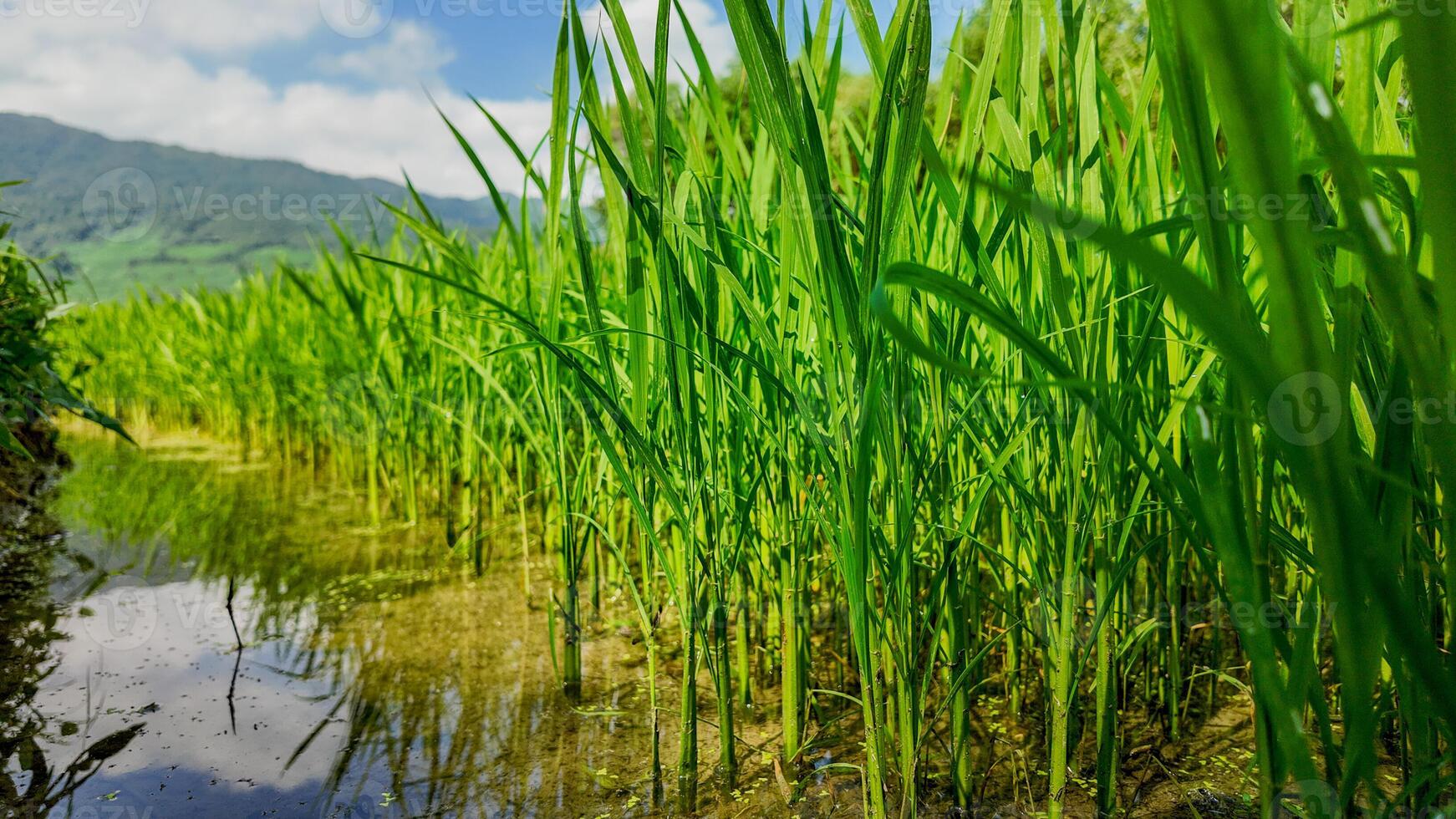 majestuoso arroz arrozales, sereno reflexiones foto