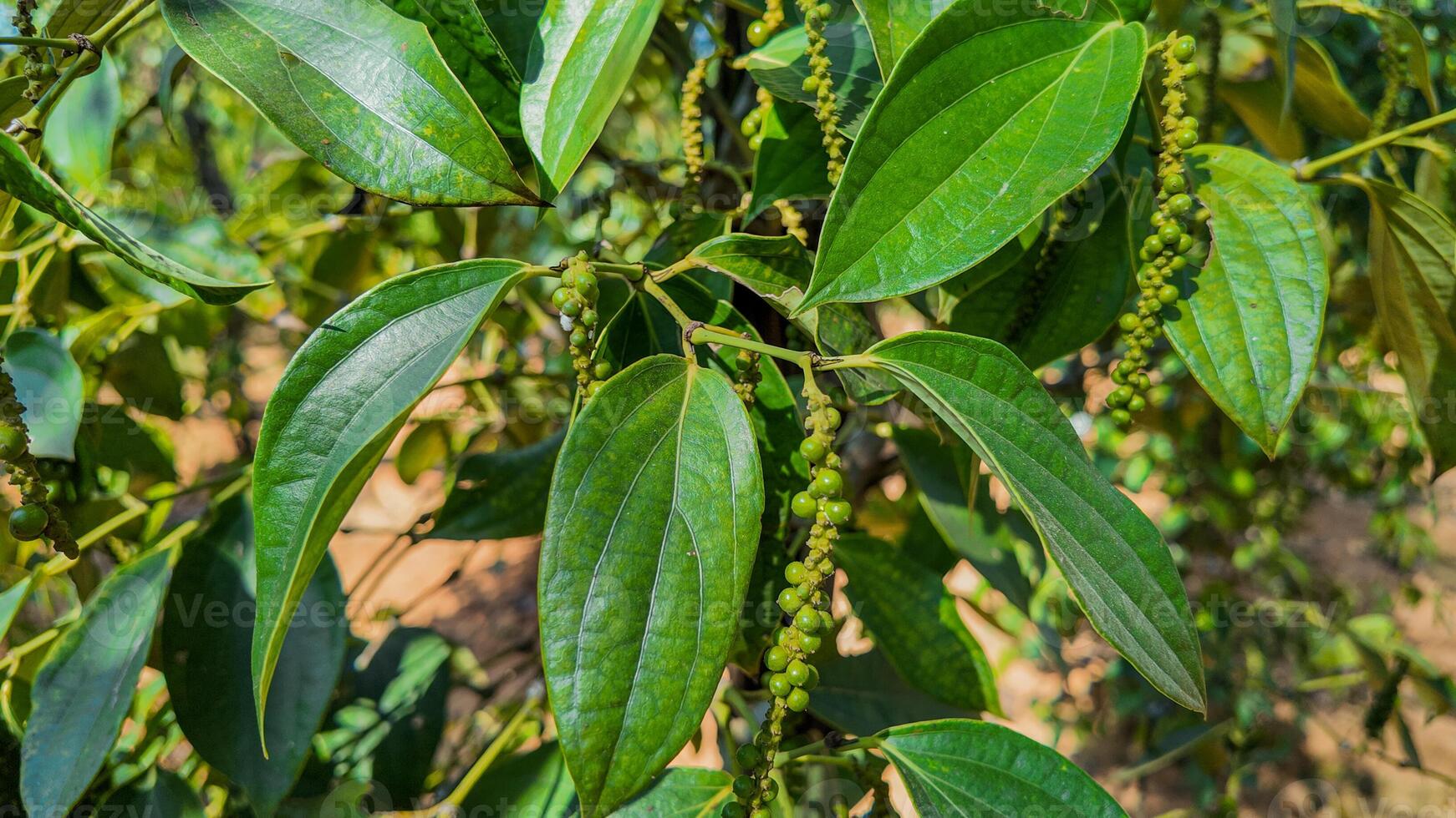 Tropical Green Peppercorns on Vine photo