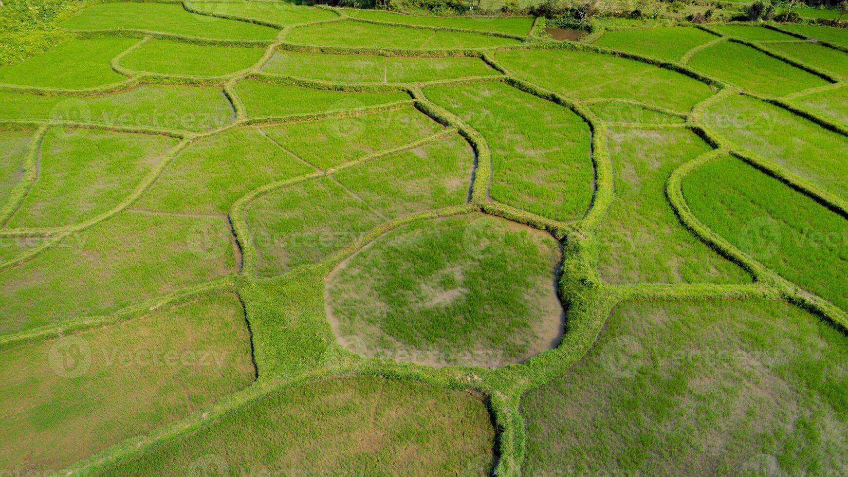 aterrazado verde arroz arrozales, sostenible agricultura foto