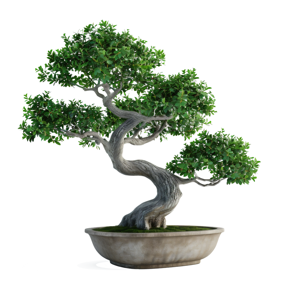 AI generated beautiful bonsai tree in a pot on a transparent background png