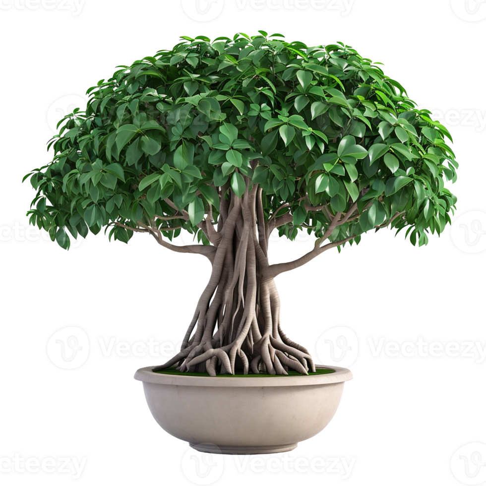 AI generated beautiful banyan tree in a pot with a transparent background png
