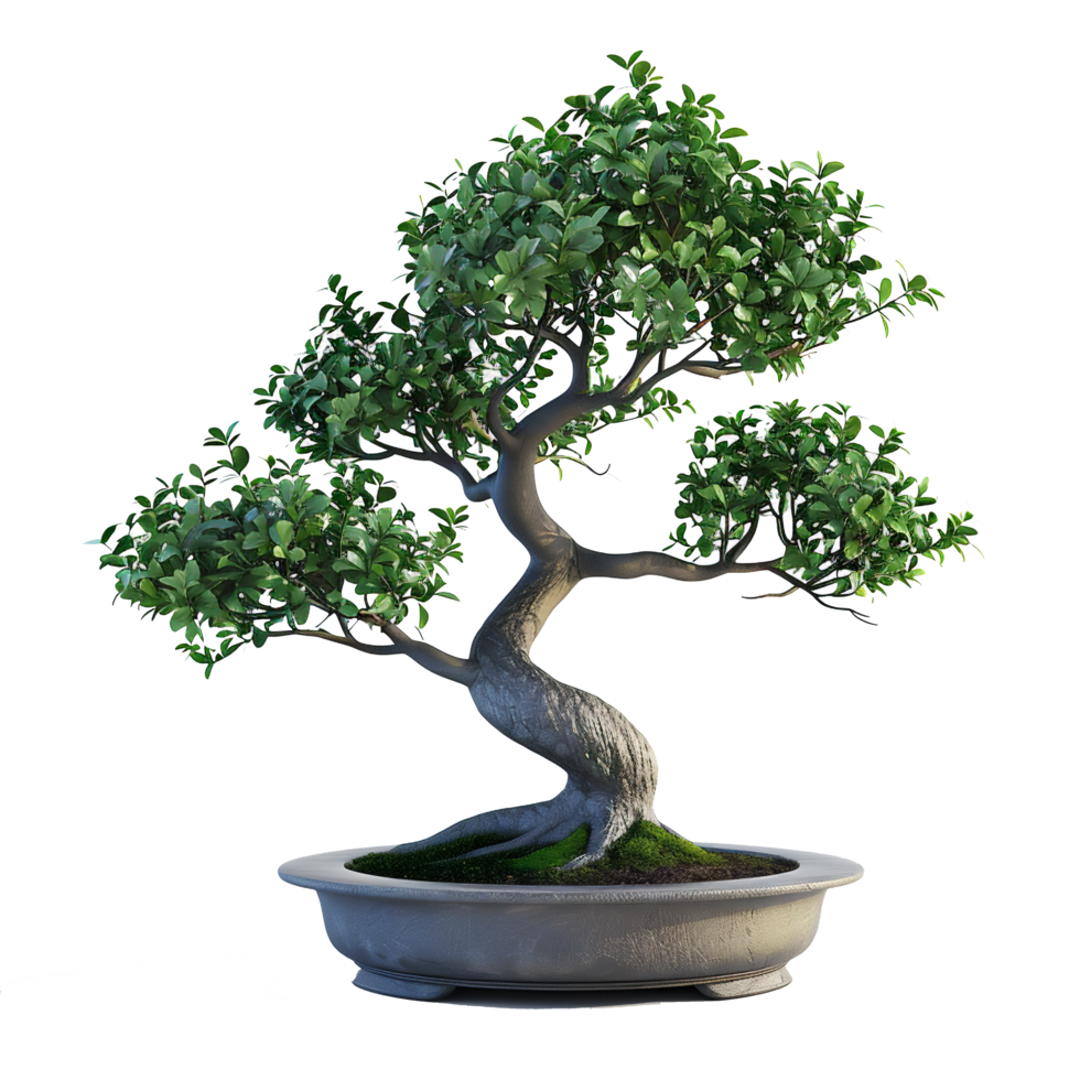 AI generated beautiful bonsai tree in a pot on a transparent background png