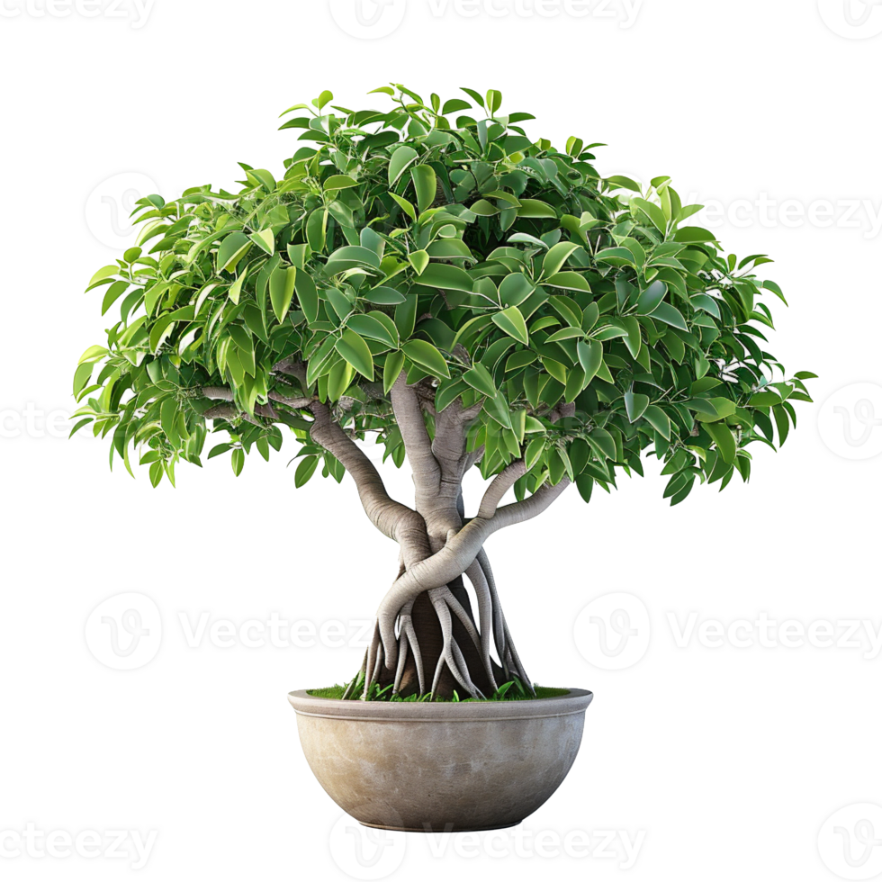 AI generated beautiful banyan tree in a pot with a transparent background png