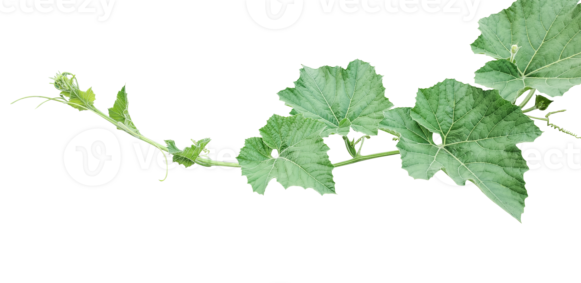 a vine with leaves  on a transparent background, Green gourd tips and leaves, pumpkin leaves png