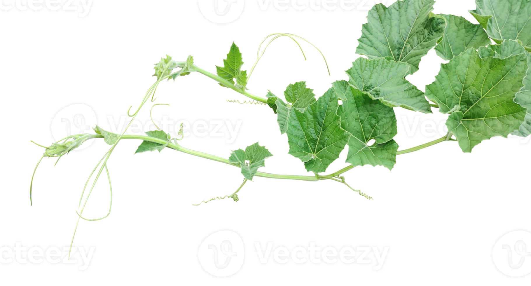 a vine with leaves  on a transparent background, Green gourd tips and leaves, pumpkin leaves png