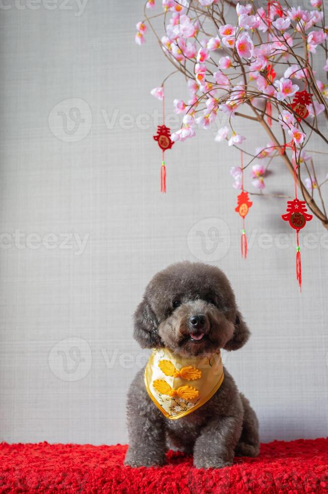 Adorable black poodle dog wearing chinese new year collar with hanging pendant word mean blessing with pink cherry blossom on red cloth floor. photo