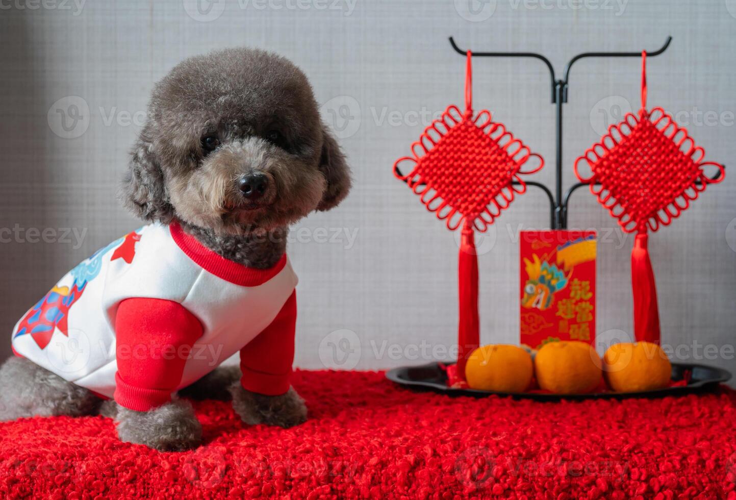 Adorable black poodle dog wearing chinese new year cloth with hanging pendant, red envelope or ang pao words mean dragon and good luck and oranges on red cloth floor. photo