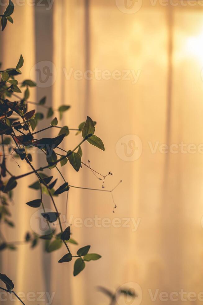 interior plantas, un flor en el antecedentes de un ventana. hogar, comodidad foto