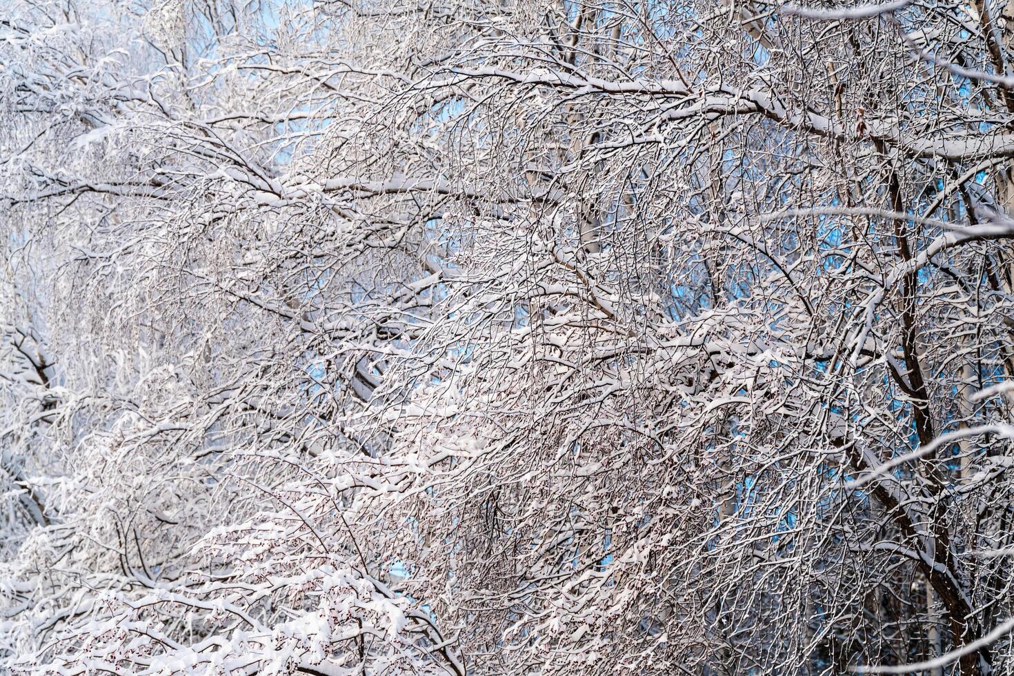 Winter natural background, snow-covered tree branches on the background of blue sky. Cold, frost in winter photo