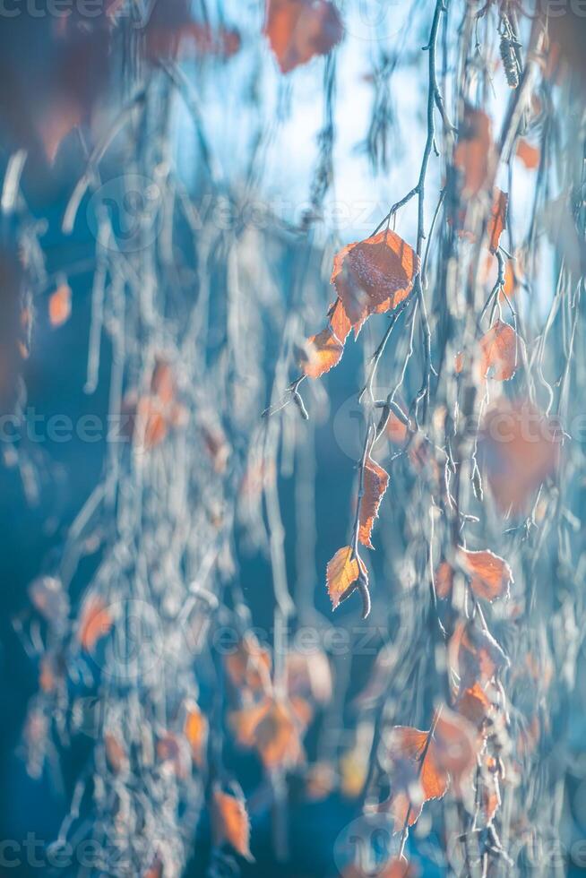 abedul en invierno, cubierto de nieve, congelado. natural invierno antecedentes foto