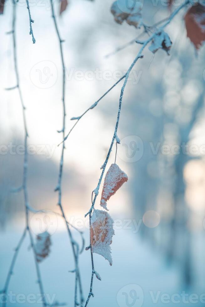 Birch in winter, snow-covered, frozen. Natural Winter Background photo