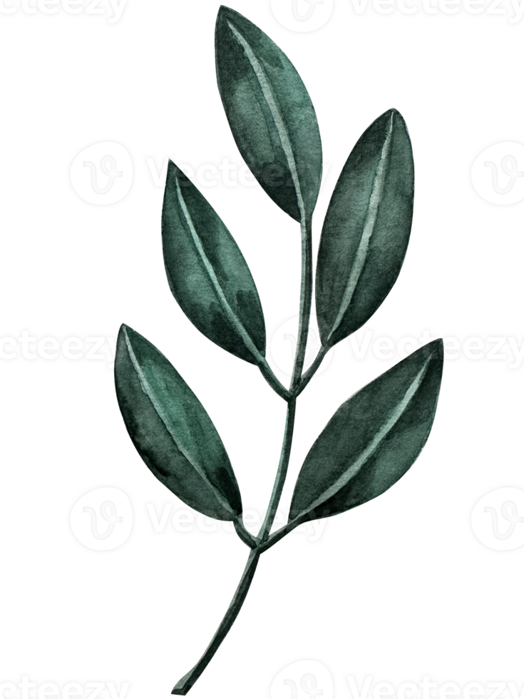 Watercolor green leaves elements. Collection botanical illustration. png