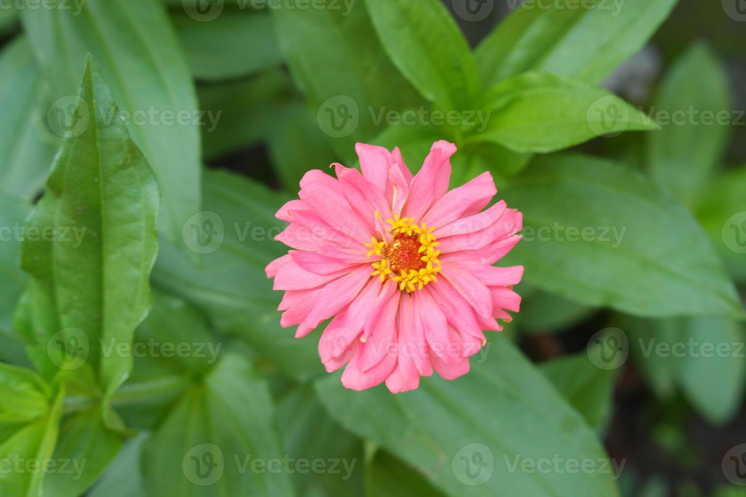 pink zinnia flower in the garden with green leaf background photo