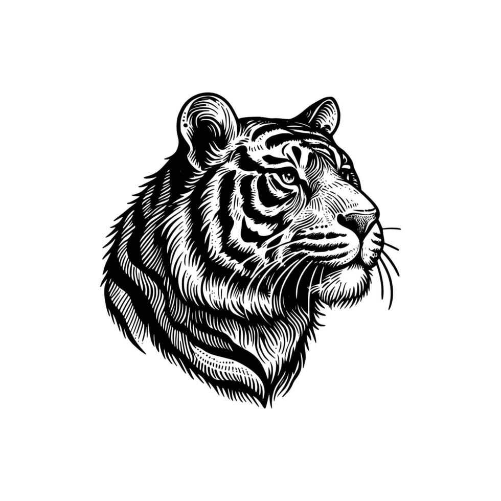 tiger head illustration. hand drawn tiger black and white vector illustration. isolated white background