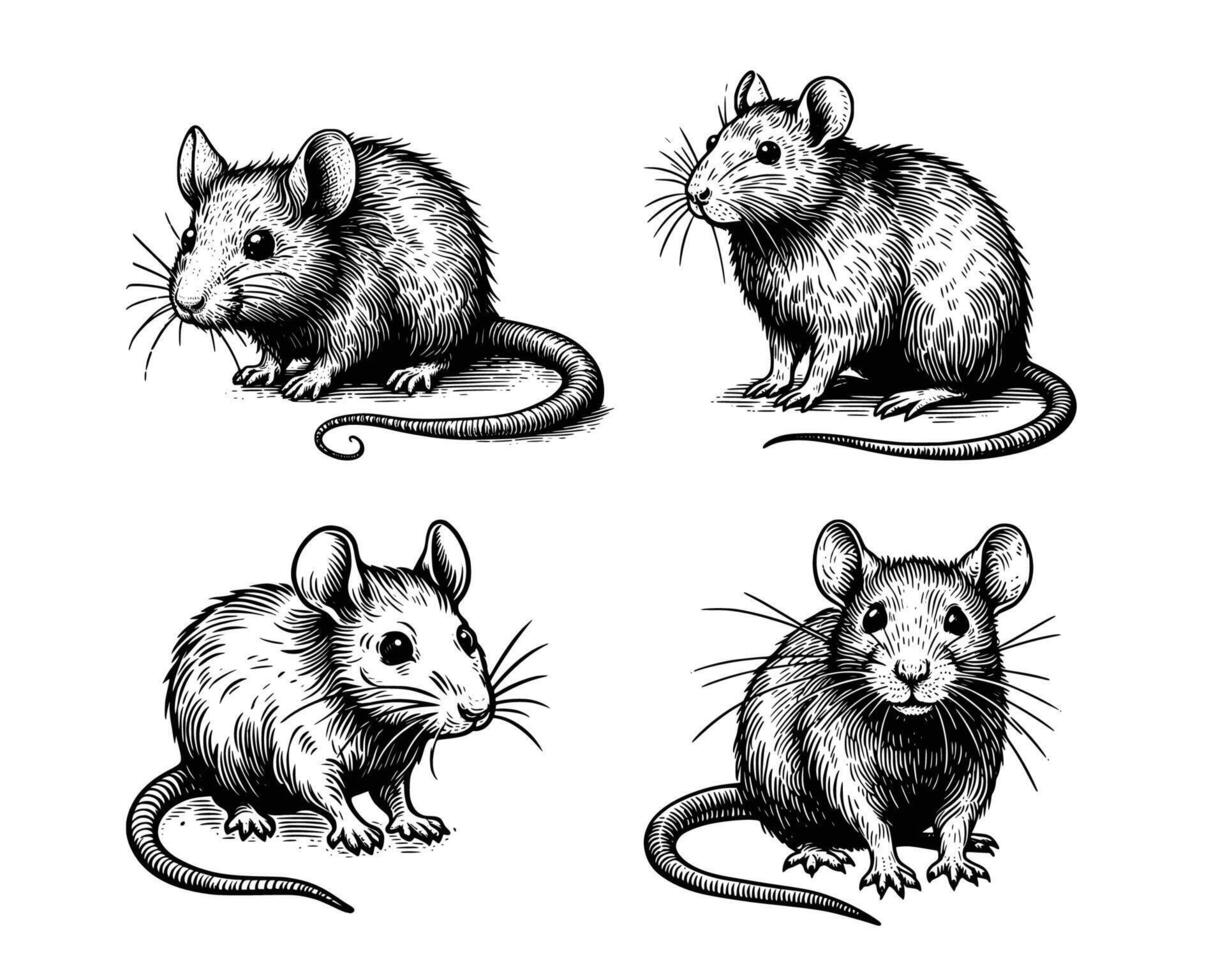 conjunto de ratas ilustración. mano dibujado ratón negro y blanco vector ilustración. aislado blanco antecedentes