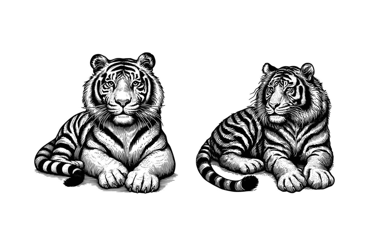 conjunto de Tigre ilustración. mano dibujado Tigre negro y blanco vector ilustración. aislado blanco antecedentes