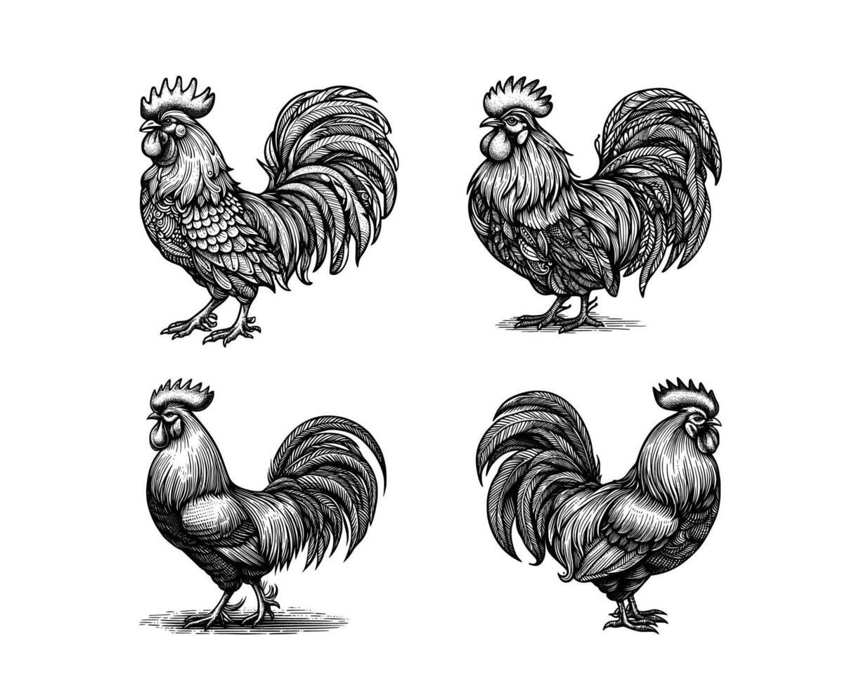 conjunto de gallos ilustración. mano dibujado gallo negro y blanco vector ilustración. aislado blanco antecedentes