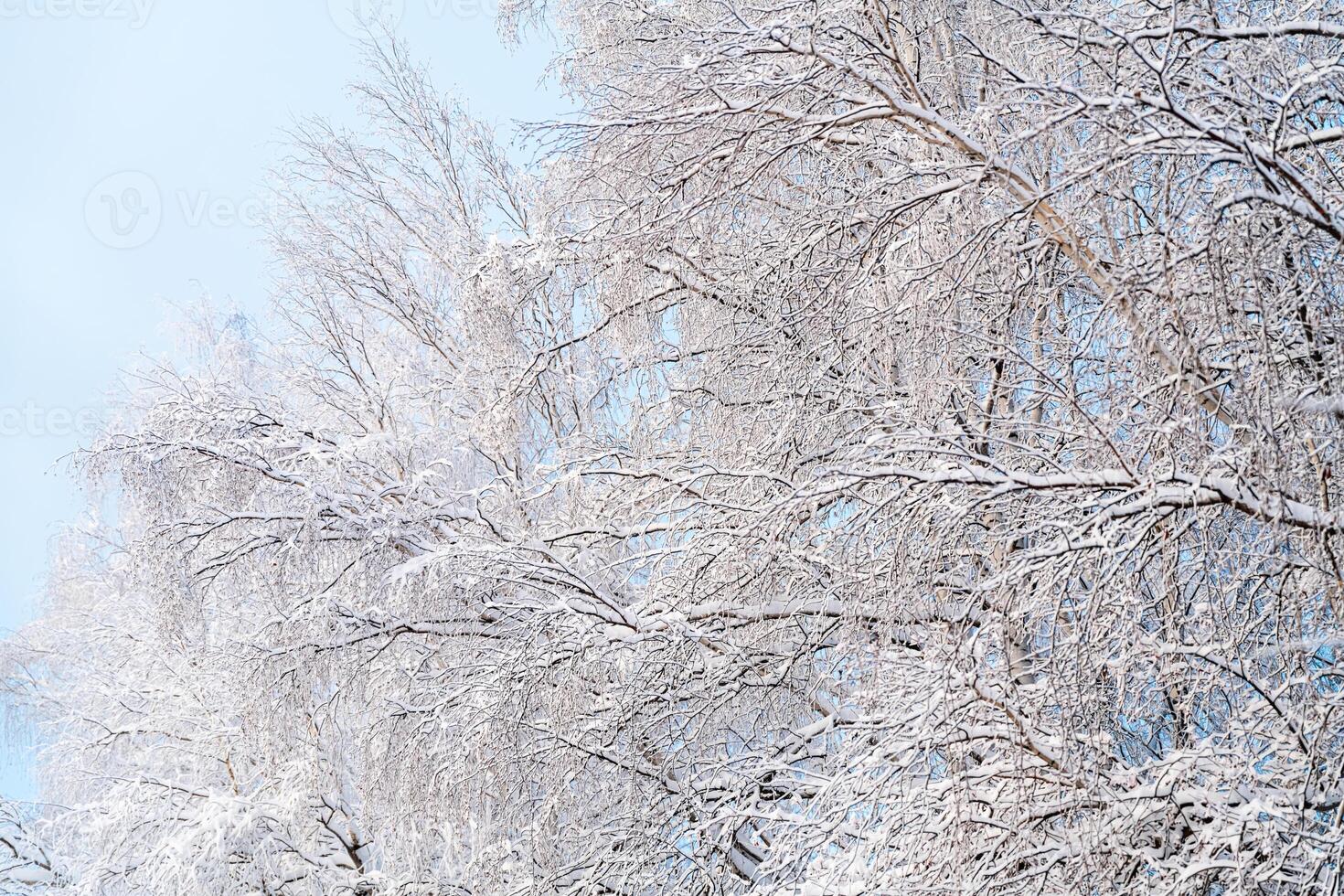 Winter natural background, snow-covered tree branches on the background of blue sky. Cold, frost in winter photo