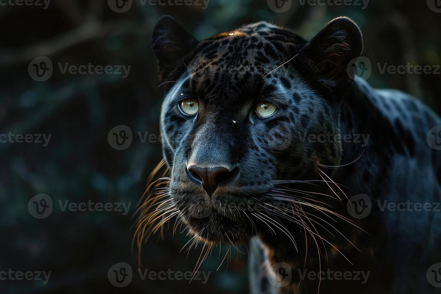 AI generated Front view of Panther on dark background. photo