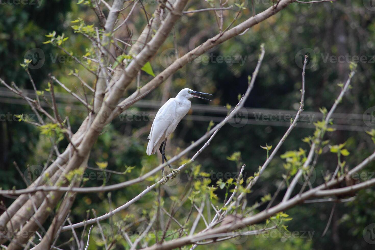 A Stork Resting Upon a Tree photo