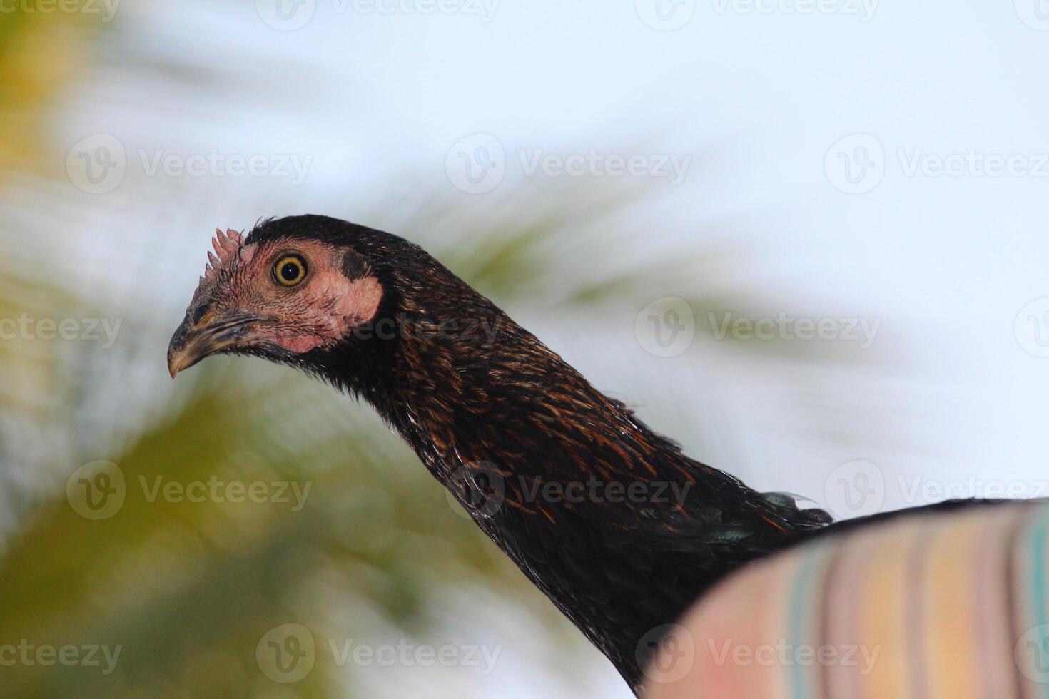 Closeup of Hen Neck, Chicken Neck Closeup Shot photo