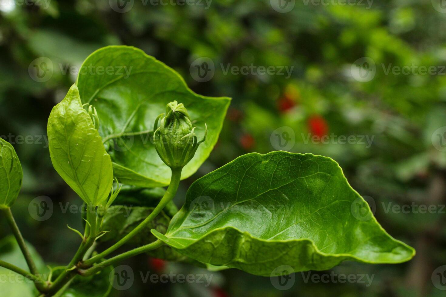 Baby Bud of a Green Leaves photo