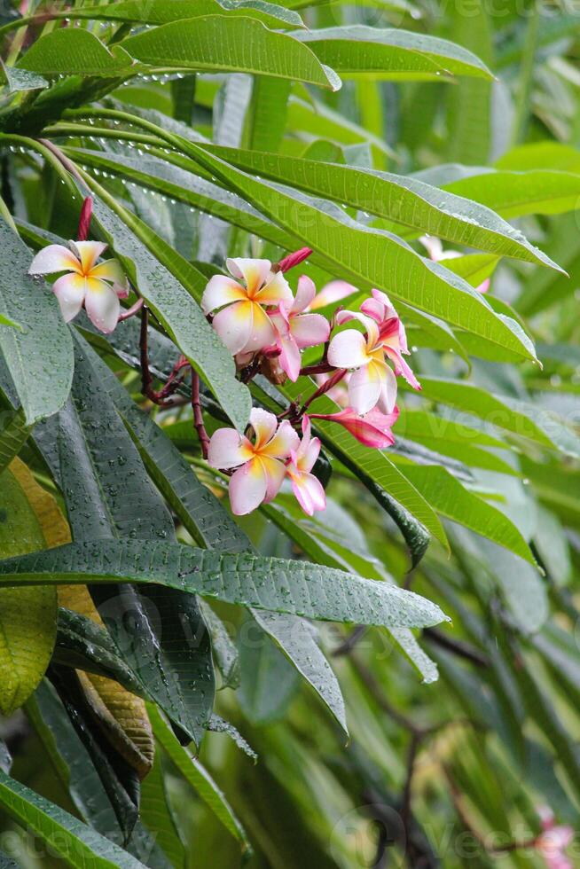 Colorful Pink Flowers in a Rainy Day photo