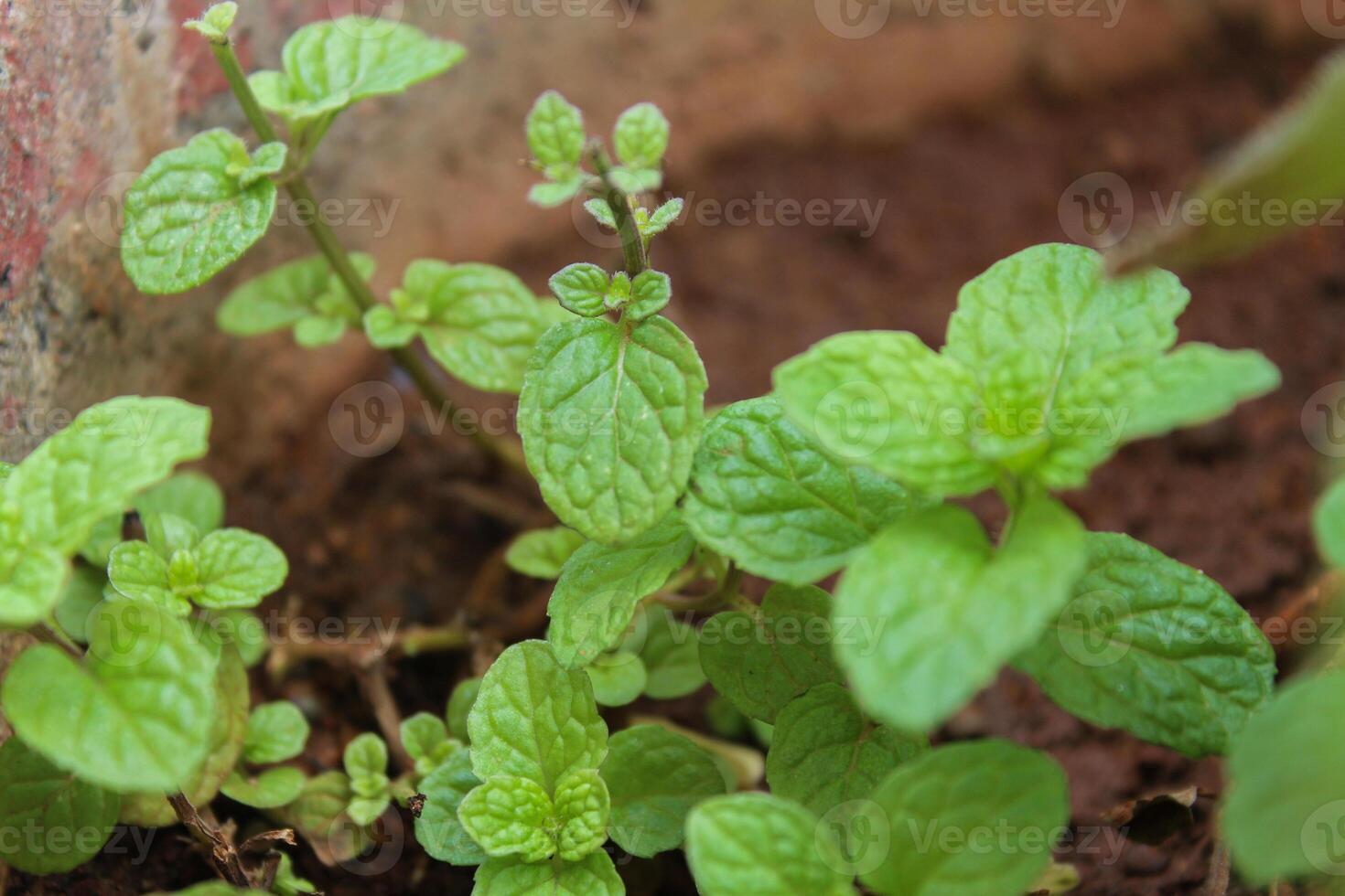 Closeup of a Tulsi Leaves, Medicinal Basil Green Organic Tulsi Leaves photo