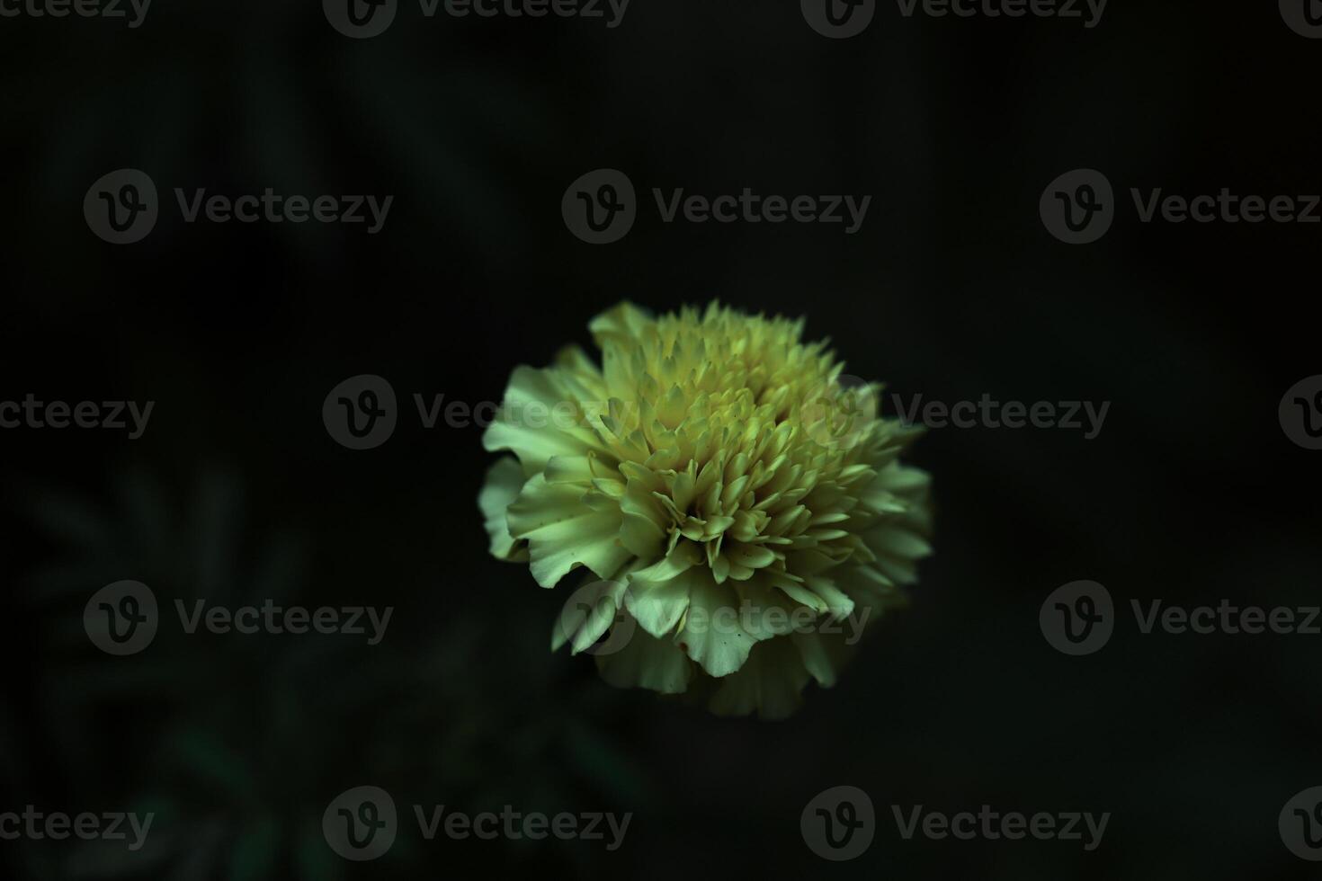 White Marigold Flower photo