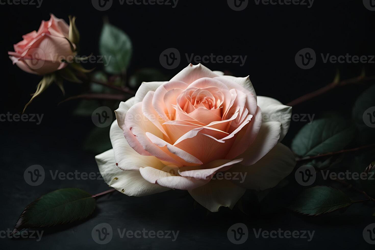AI generated One rose flower on black background photo