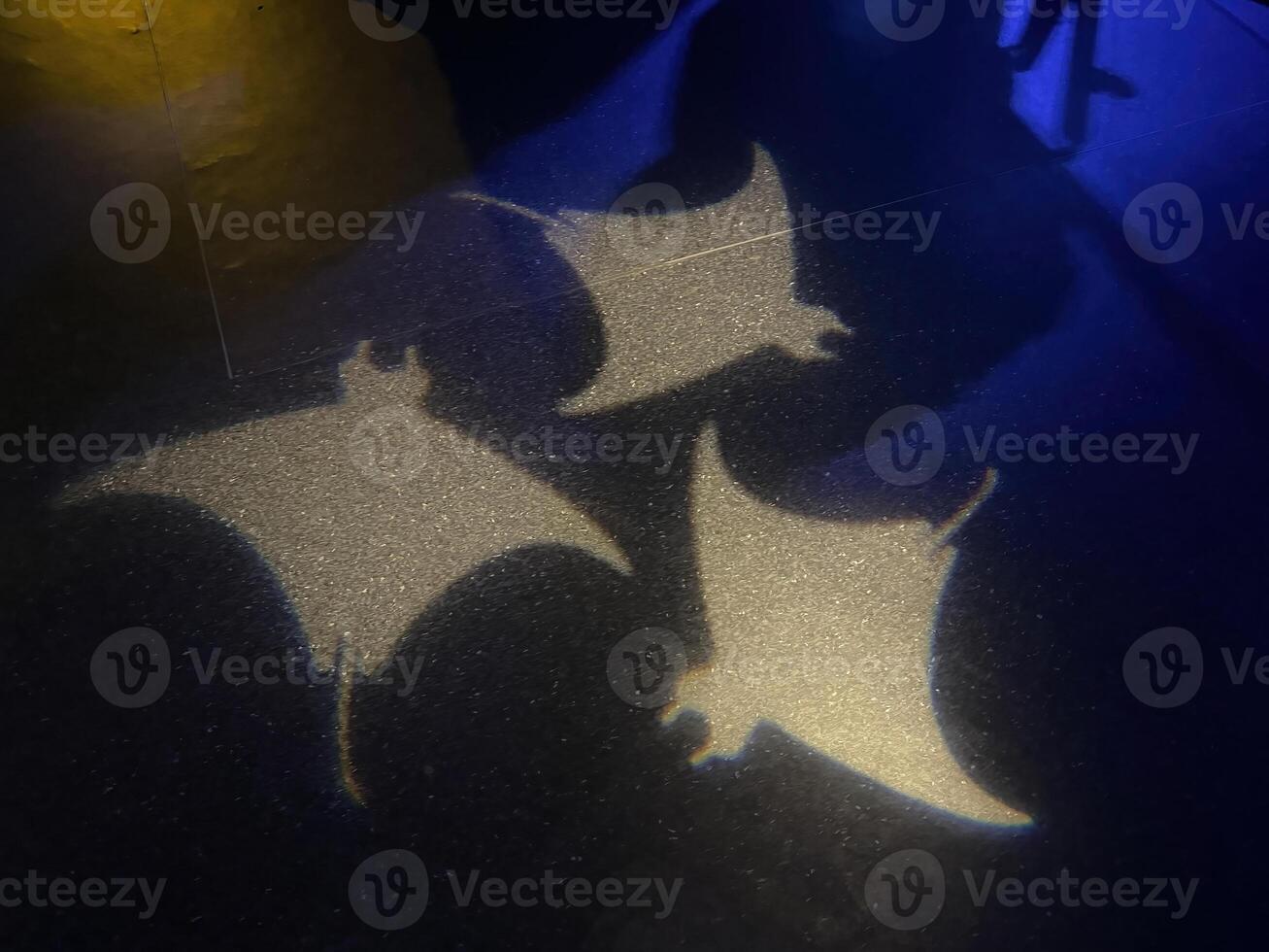 A spotlight projects an image of a stingray onto a black background. photo