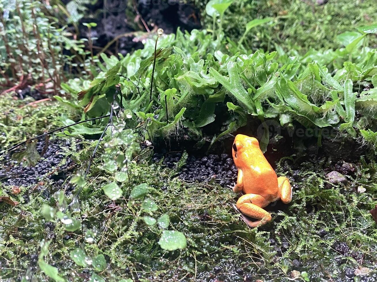 orange frog in tropical forest terrarium. photo of frog in nature and drop no people.