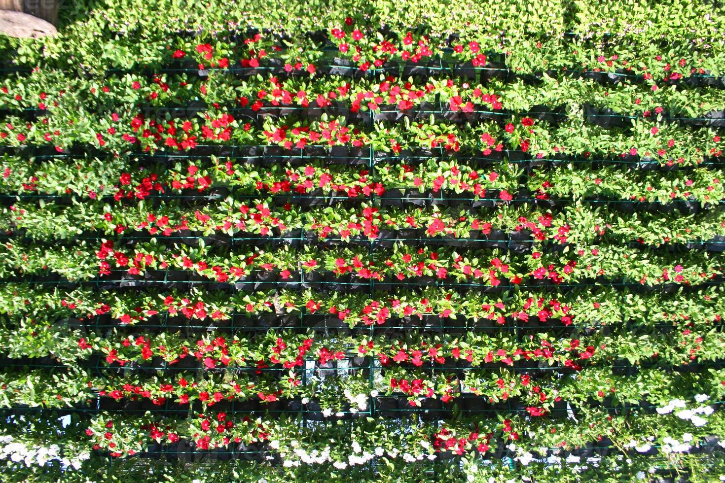 hermosa flores floreciente en suan luang rama 9 9 foto