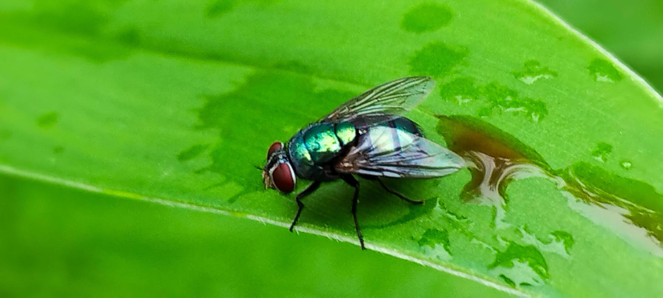 Flies perch on green leaves photo