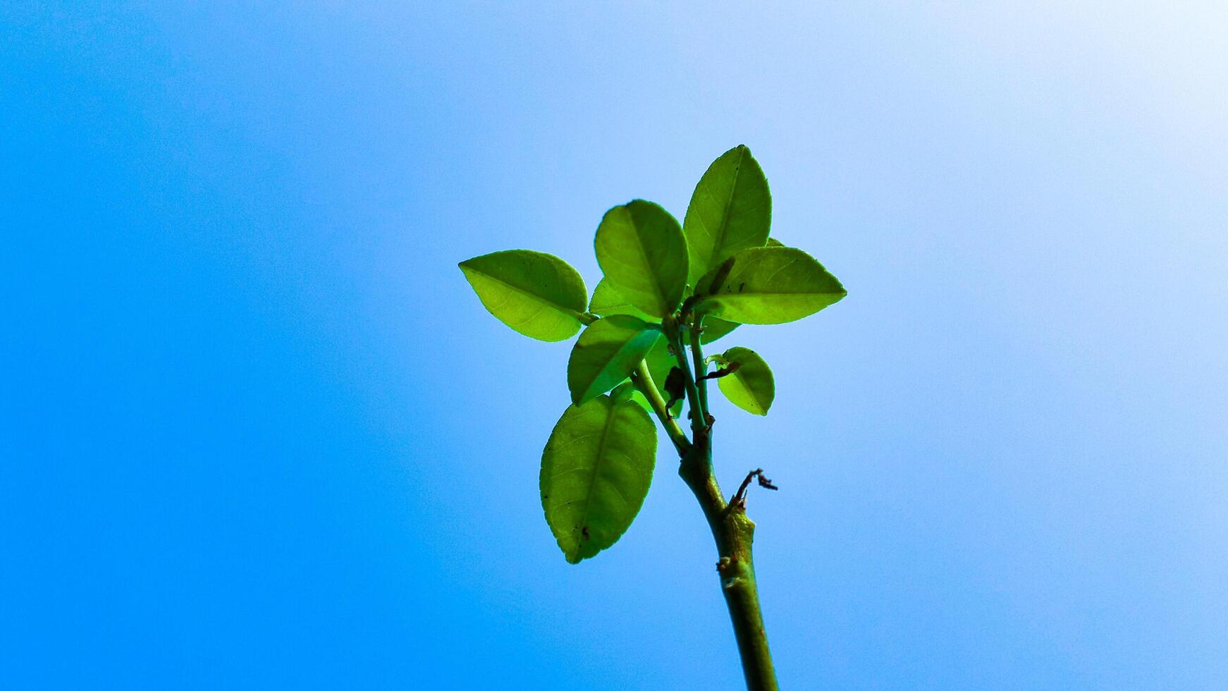 Nature Lemon Tree Leaves Against Blue Sky photo