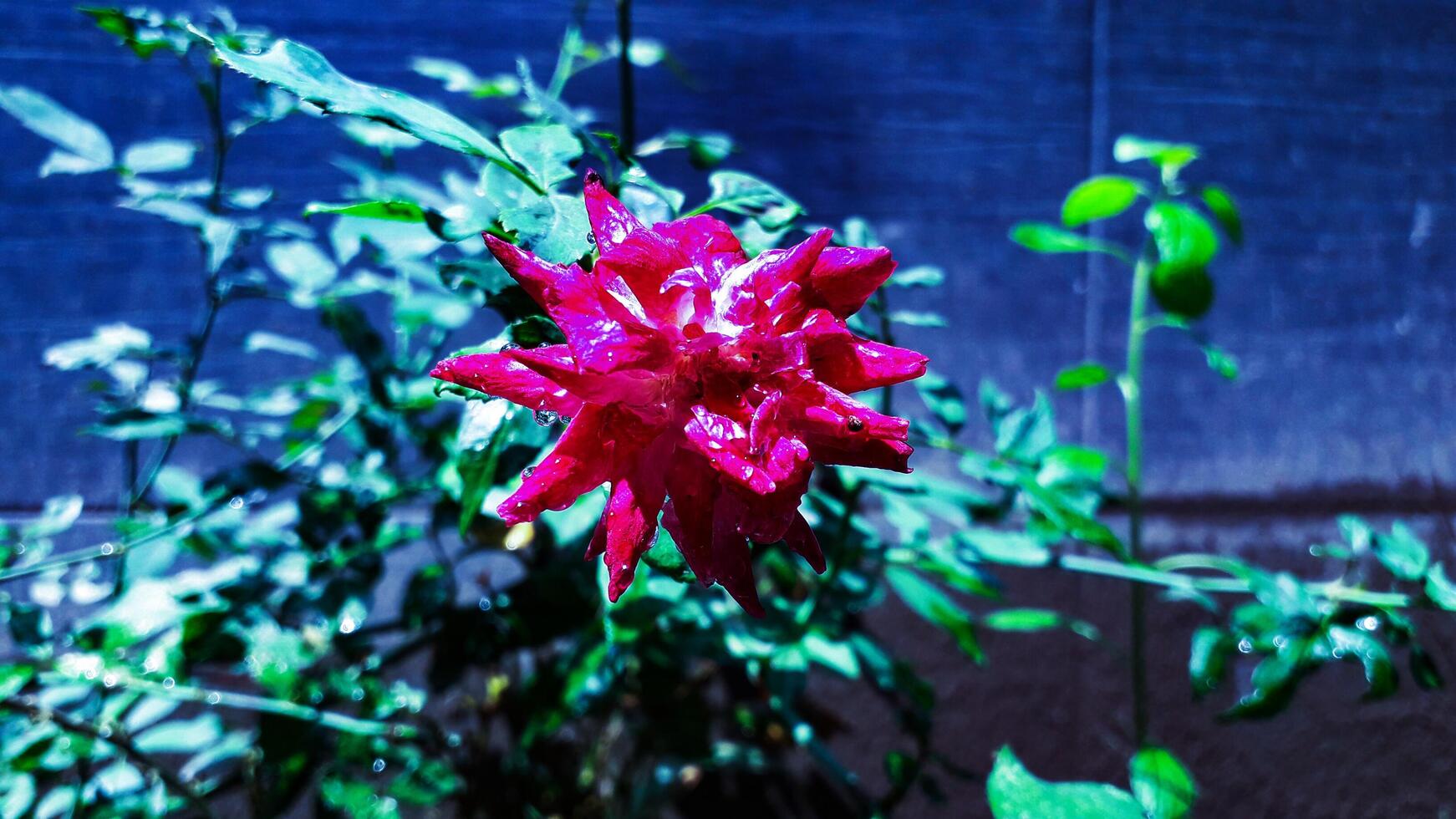 Night view of a beautiful rose photo