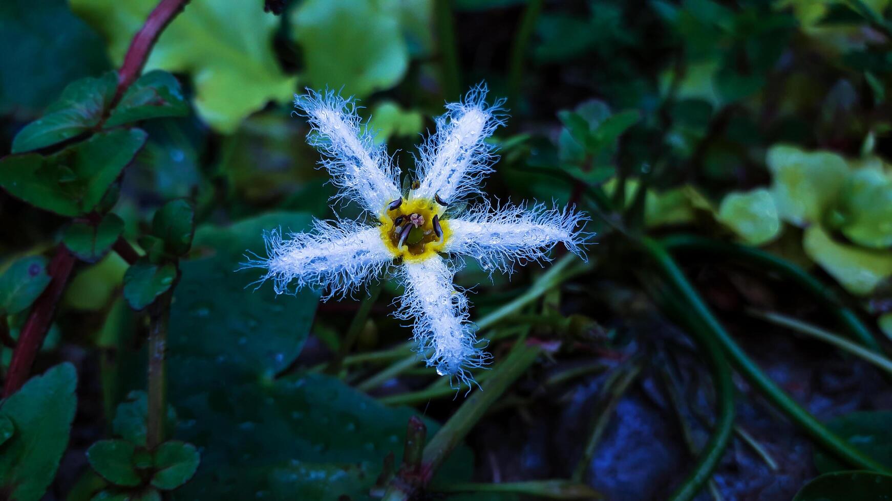 Lovely White And Yellow Color Flower photo