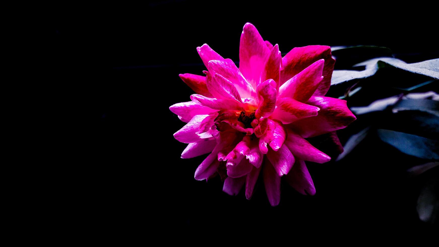 Pink Color Rose Isolated on Black Background photo