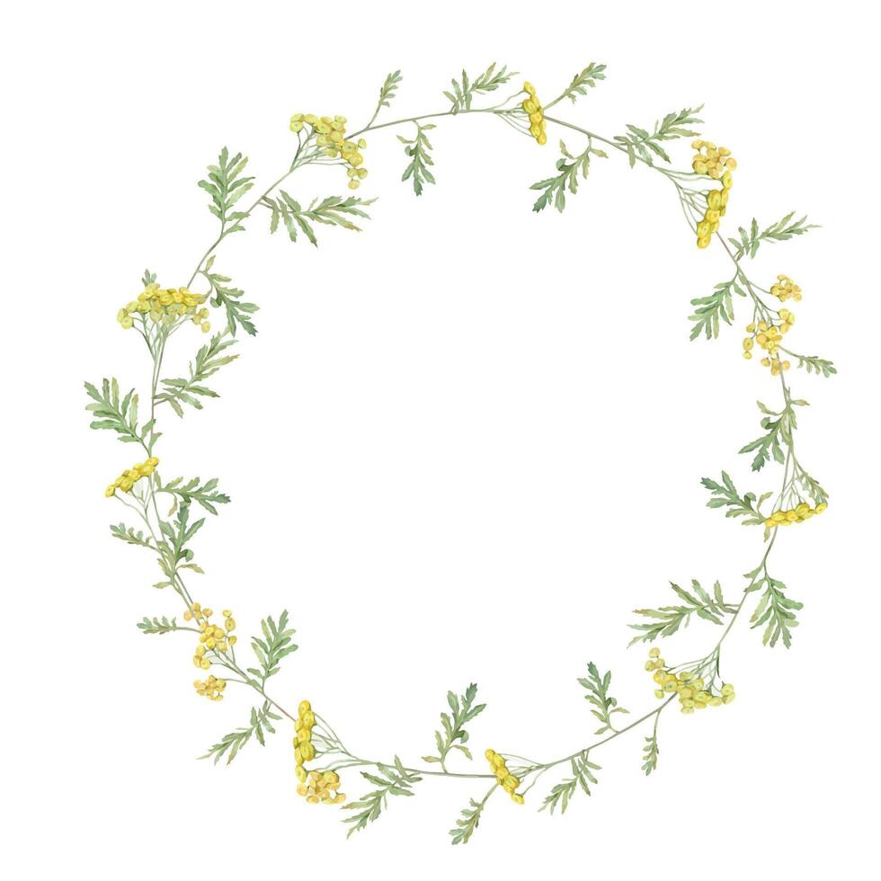 Wreath watercolor common tansy. Yellow field flowers. Hand drawn illustration isolated on white background. Botanical medicinal wildflowers clipart. Circle elements for design vector