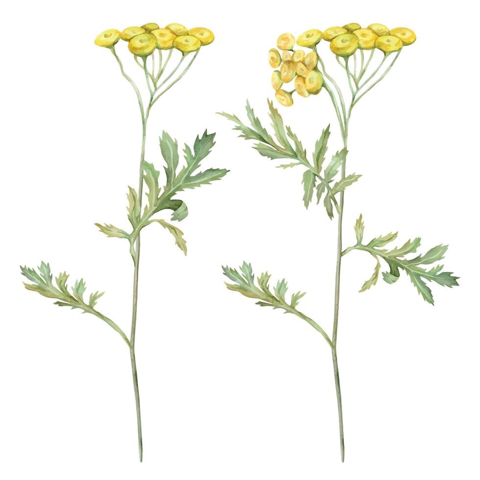 Watercolor common tansy. Yellow field flowers. Hand drawn illustration isolated on white background. Bundle botanical medicinal wildflowers clipart. Elements for design vector