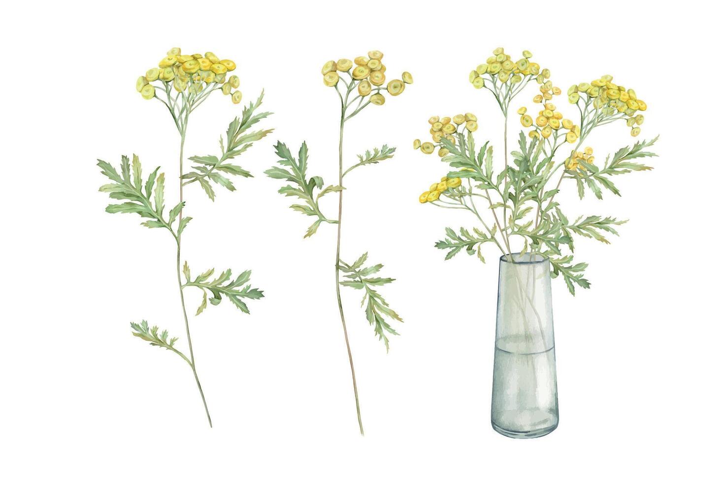 Watercolor common tansy. Set of yellow field flowers. Bouquet with glass vase. Hand drawn illustration isolated on white background. Bundle botanical medicinal wildflowers clipart. Elements for design vector