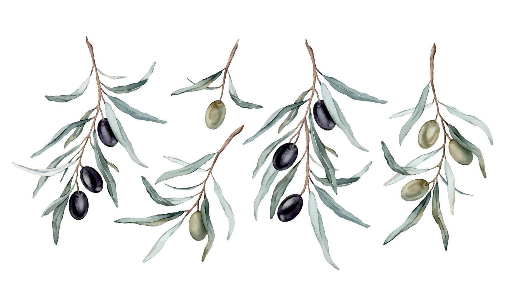 Set of watercolor illustration green and black olive's for healthy life and design background. Hand painted isolated on a white background. Agricultural ripe plant or fruit vector