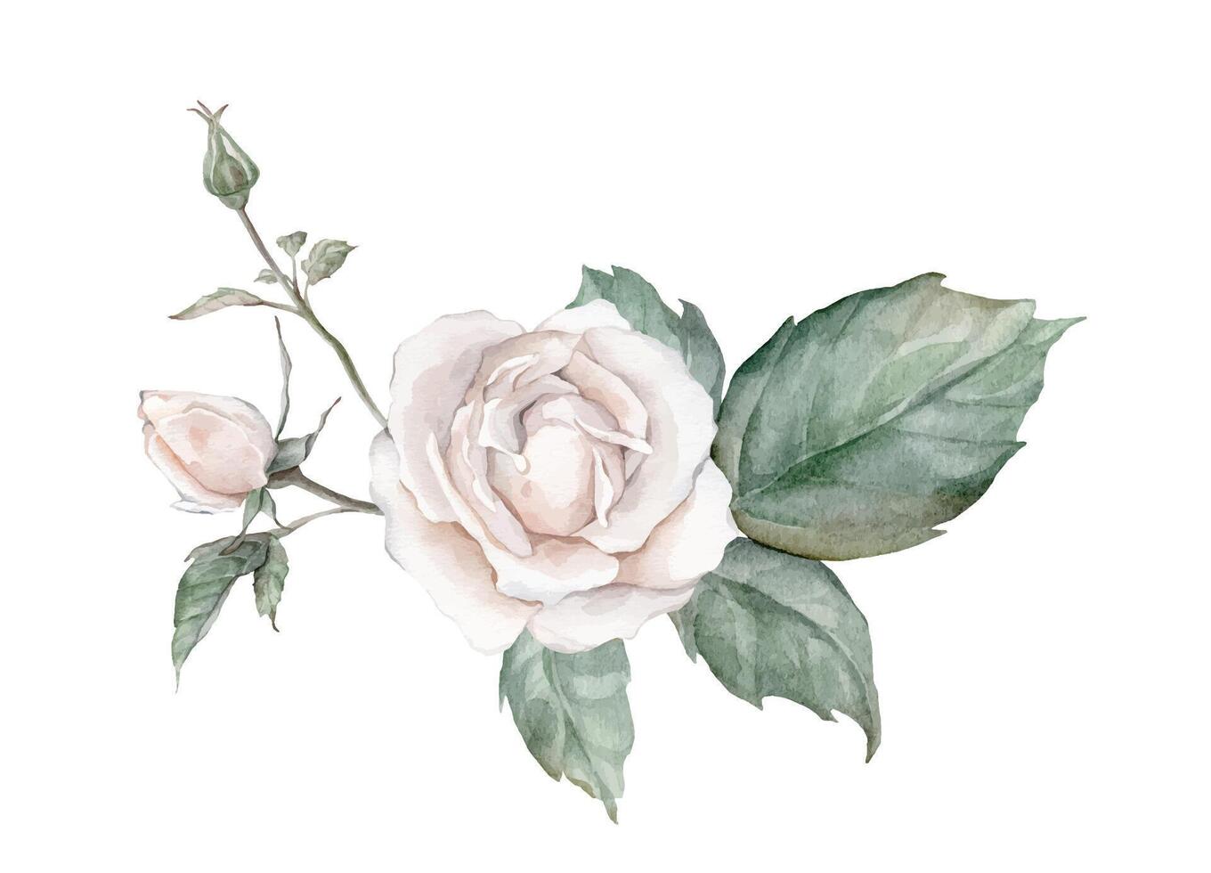 Watercolor composition from white creame roses and green leaves. Hand drawn illustration flower isolated white background. Element hand painted natural plant twigs with ligth pink rose for design vector