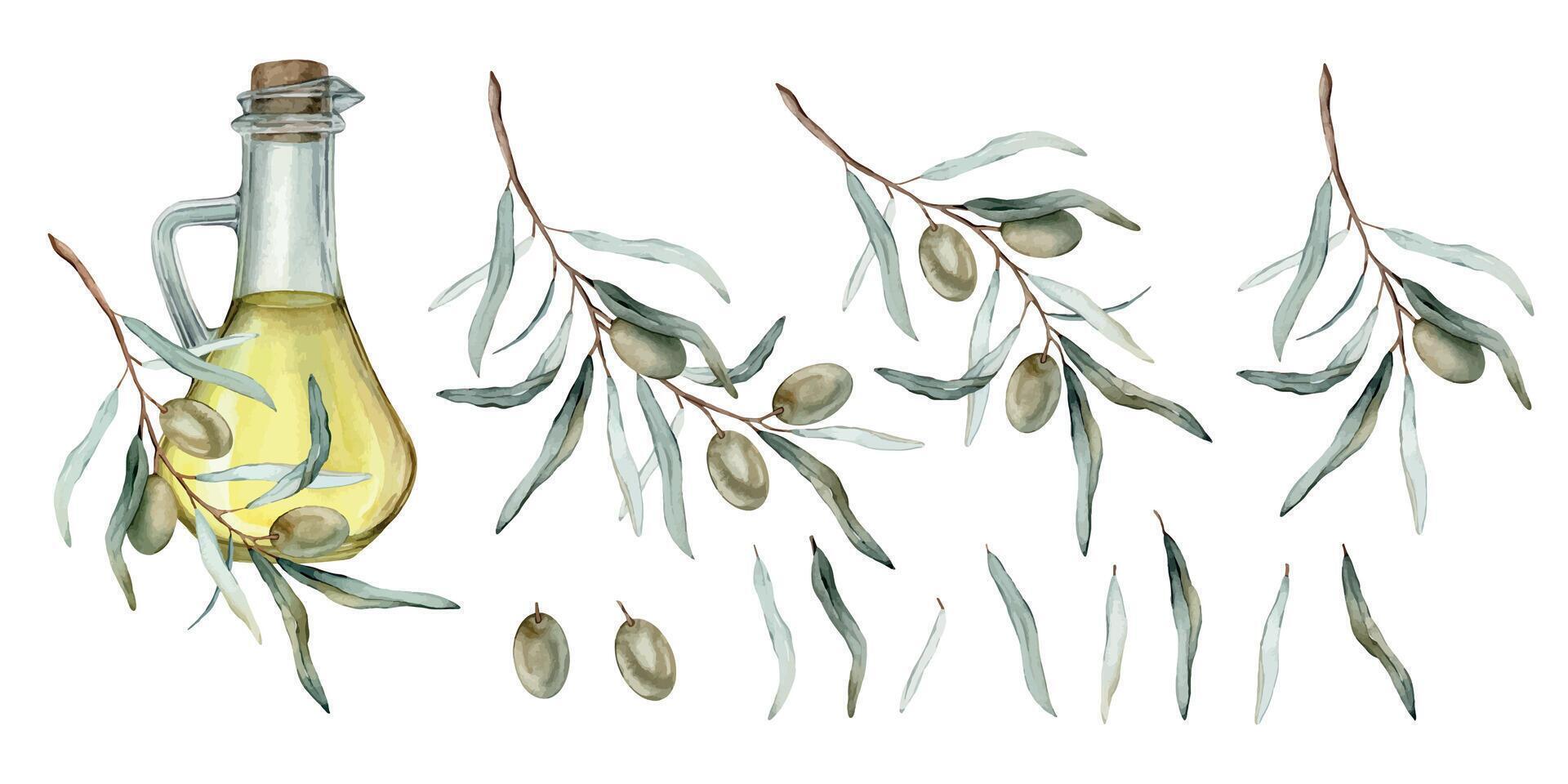 Set of beautiful watercolor green olive's for healthy life and oil in glass bottle. Hand drawn illustration isolated background. Natural fresh organic yellow vegetable oil in jar realistic image vector